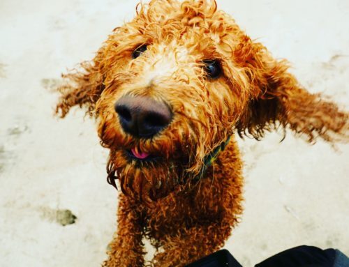 The Ultimate Guide to Pet-Friendly Cleaning in Lawrenceville Homes