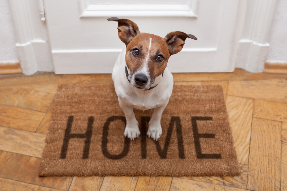 Dog,Welcome,Home,On,Brown,Mat